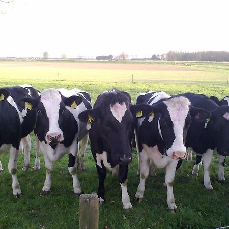B&B Boerderij Wijtvliet Langeweg ภายนอก รูปภาพ