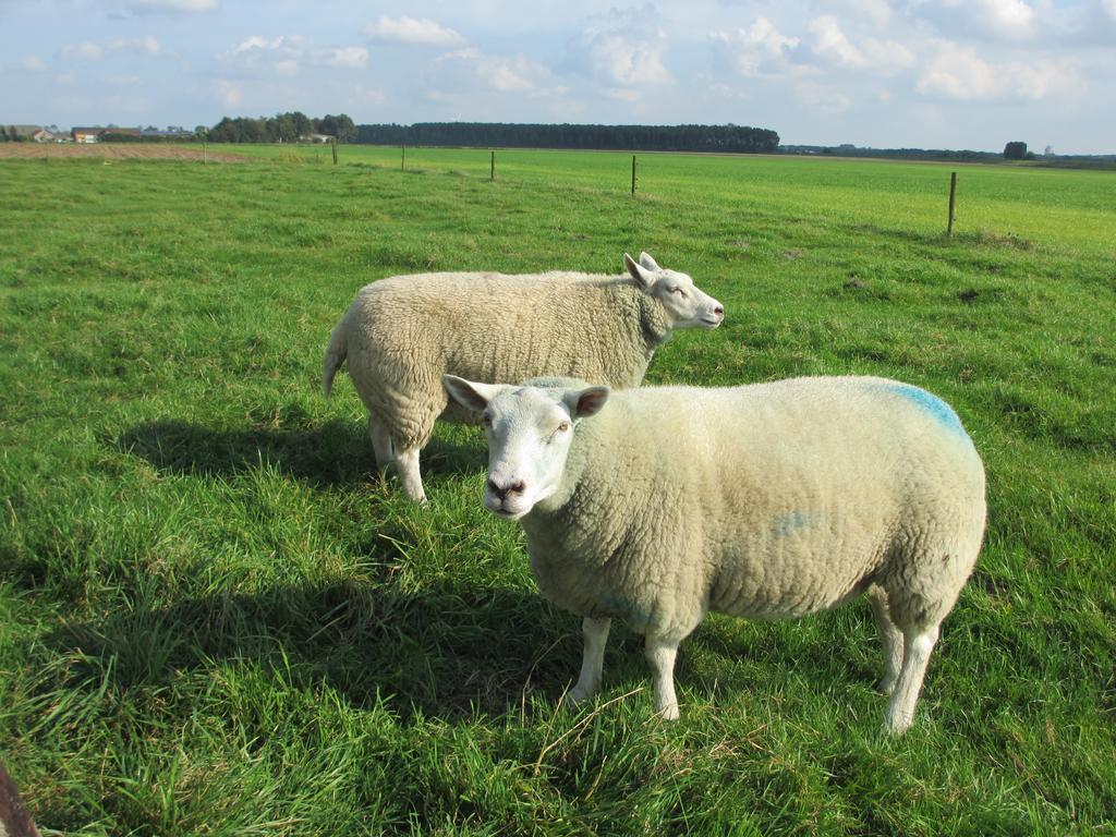 B&B Boerderij Wijtvliet Langeweg ภายนอก รูปภาพ