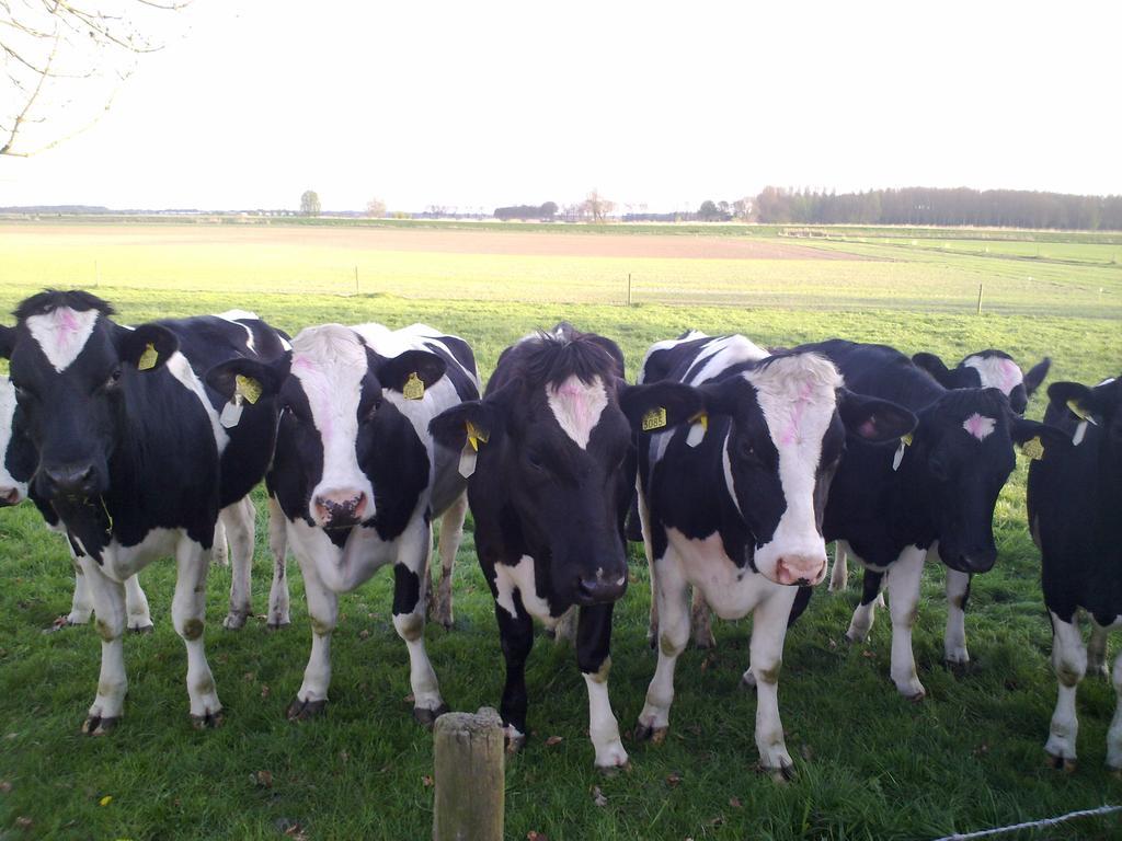 B&B Boerderij Wijtvliet Langeweg ภายนอก รูปภาพ